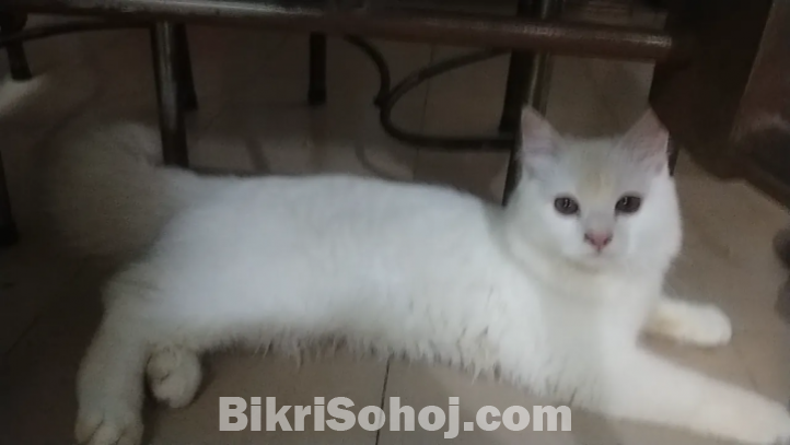 Persian Male Cat